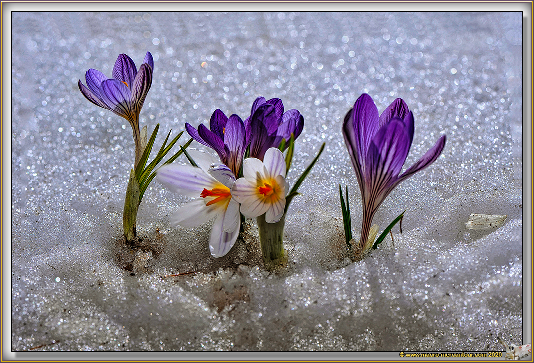 Crocus Versicolor